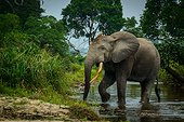 African forest elephant (Loxodonta cyclotis) in Lekoli River. Odzala-Kokoua National Park. Cuvette-Ouest Region. Republic of the Congo