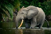 African forest elephant (Loxodonta cyclotis) in Lekoli River. Odzala-Kokoua National Park. Cuvette-Ouest Region. Republic of the Congo