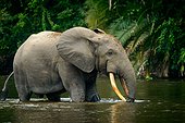 African forest elephant (Loxodonta cyclotis) in Lekoli River. Odzala-Kokoua National Park. Cuvette-Ouest Region. Republic of the Congo