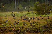 African green pigeon (Treron calvus) flock. Odzala-Kokoua National Park. Cuvette-Ouest Region. Republic of the Congo