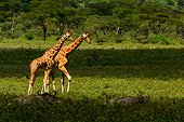 Rothschild's giraffe or Baringo giraffe or Ugandan giraffe (Giraffa camelopardalis rothschildi). One of the most endangered giraffe subspecies, with only a few hundred individuals in the wild. Interestingly, they have 3 horns. Lake Nakuru. Nakuru. Great Rift Valley. Kenya