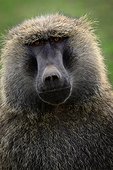 Olive baboon or Anubis baboon (Papio anubis). Hells Gate National Park. Naivasha. Great Rift Valley. Kenya