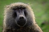 Olive baboon or Anubis baboon (Papio anubis). Hells Gate National Park. Naivasha. Great Rift Valley. Kenya