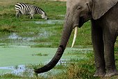 African bush elephant (Loxodonta africana) and pains zebra (Equus quagga, formerly Equus burchellii) drinking. Amboseli National Park. Kenya.