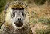 Olive baboon or Anubis baboon (Papio anubis). Amboseli National Park. Kenya.