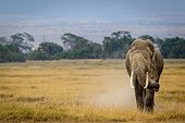 African bush elephant (Loxodonta africana) throwing dust over himself. Amboseli National Park. Kenya.