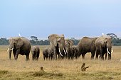 African bush elephant (Loxodonta africana) herd and Olive baboon or Anubis baboon (Papio anubis). Amboseli National Park. Kenya.