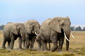 African bush elephant (Loxodonta africana) herd. Amboseli National Park. Kenya.