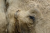 African bush elephant (Loxodonta africana). Detail of eye. Amboseli National Park. Kenya.