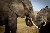 African bush elephant (Loxodonta africana) interacting. Amboseli National Park. Kenya.
