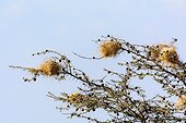 Whistling Thorn (Vachellia drepanolobium) (syn. Acacia drepanolobium). Satao Elerai Conservancy. Near Amboseli National Park. Kenya.