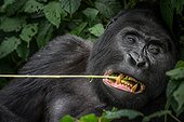 Portrait of Mountain gorilla (Gorilla beringei beringei) feeding. Bwindi Impenetrable Forest. Uganda