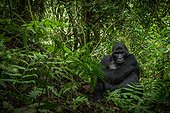 Gorille de montagne (Gorilla beringei beringei), Forêt impénétrable de Bwindi, Ouganda