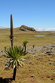 Giant lobelia (Lobelia rhyncopetalum). Bale Mountains National Park. Ethiopia.