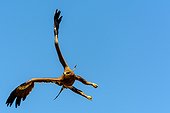 Tawny Eagle (Aquila rapax) in flight, Bale Mountains National Park. Ethiopia.