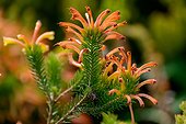 Orange Rock-Heath (Erica quadrisulcata). Kirstenbosch Gardens. Cape Town. Western Cape. South Africa