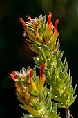 Marsh pagoda, red and yellow bottlebrush, tall pagoda, hairy mimetes, or pineapple bush (Mimetes hirtus). Kirstenbosch Gardens. Cape Town. Western Cape. South Africa.