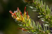 Marsh pagoda, red and yellow bottlebrush, tall pagoda, hairy mimetes, or pineapple bush (Mimetes hirtus). Kirstenbosch Gardens. Cape Town. Western Cape. South Africa.