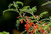 Cancerbush or Kankerbos (Sutherlandia frutescens). Kirstenbosch Gardens. Cape Town. Western Cape. South Africa.