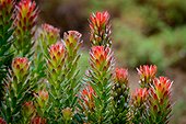Rooistompie (Mimetes cucullatus). Kirstenbosch Gardens. Cape Town. Western Cape. South Africa.
