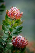 Leucospermum glabrum. Kirstenbosch Gardens. Cape Town. Western Cape. South Africa.