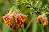 Mountain Dahlia (Liparia splendens). Kirstenbosch Gardens. Cape Town. Western Cape. South Africa.