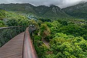The Boonslang aerial walkway. Kirstenbosch Botanical Gardens. Cape Town. Western Cape. South Africa