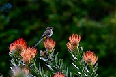 Cape sugarbird (Promerops cafer) on pincushion. Kirstenbosch Gardens. Cape Town. Western Cape. South Africa