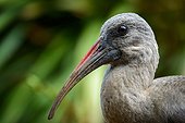 Hadeda ibis (Bostrychia hagedash). Kirstenbosch Gardens. Cape Town. Western Cape. South Africa