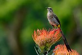 Cape sugarbird (Promerops cafer) on pincushion. Kirstenbosch Gardens. Cape Town. Western Cape. South Africa