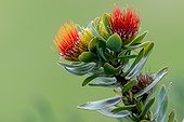 Oranjevlam or Orange Flame (Leucospermum erubescens). Kirstenbosch Gardens. Cape Town. Western Cape. South Africa