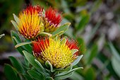 Tufted pincushion (Leucospermum oleifolium). Kirstenbosch Gardens. Cape Town. Western Cape. South Africa