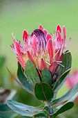 Protea 'Sylvia' hybrid. Kirstenbosch Gardens. Cape Town. Western Cape. South Africa