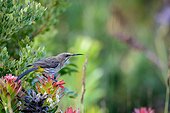Cape sugarbird (Promerops cafer) Kirstenbosch Gardens. Cape Town. Western Cape. South Africa