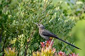 Cape sugarbird (Promerops cafer) Kirstenbosch Gardens. Cape Town. Western Cape. South Africa