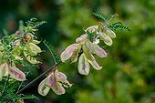 Cancerbush or Kankerbos (Sutherlandia frutescens). Kirstenbosch Gardens. Cape Town. Western Cape. South Africa.