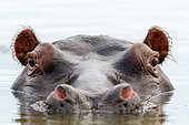 Common hippopotamus or hippo (Hippopotamus amphibius). Eastern Shores. iSimangaliso Wetland Park. KwaZulu Natal. South Africa