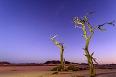 Desert scenery, the Milky Way and dead camel thorn, giraffe thorn (Vachellia erioloba) trees at night. Sossusvlei. Namib-Naukluft National Park. Near Sesriem. Namibia