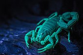 Scorpion sous lumière UV, Sossusvlei. Namib-Naukluft, près de Sesriem, Namibia