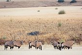 Gemsbok or gemsbuck (Oryx gazella). Desert Rhino Camp. Palmwag Concession. Namibia.