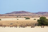Gemsbok or gemsbuck (Oryx gazella). Desert Rhino Camp. Palmwag Concession. Namibia.
