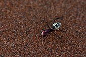 Dune Ant (Camponotus sp). Sossusvlei. Namib-Naukluft National Park. Near Sesriem. Namibia