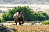 South Western Bblack Rhinoceros or Hook-lipped Rhinoceros (Diceros bicornis occidentalis). Desert Rhino Camp. Palmwag Concession. Namibia.