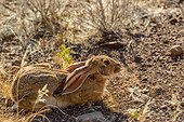 Cape hare (Lepus capensis). Desert Rhino Camp. Palmwag Concession. Namibia.