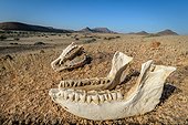South Western Bblack Rhinoceros or Hook-lipped Rhinoceros (Diceros bicornis occidentalis) skull. Desert Rhino Camp. Palmwag Concession. Namibia.