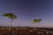 Desert scenery and Shapard's Trees (boscia albitrunca). Desert Rhino Camp. Palmwag Concession. Namibia.