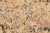 Ruppell's korhaan or Ruppell's bustard (Eupodotis rueppellii). Desert Rhino Camp. Palmwag Concession. Namibia.