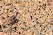 Ruppell's korhaan or Ruppell's bustard (Eupodotis rueppellii). Desert Rhino Camp. Palmwag Concession. Namibia.