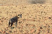 Desert Rhino Camp. Palmwag Concession. Namibia.