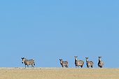 Hartmann's mountain zebra (Equus zebra hartmannae). Desert Rhino Camp. Palmwag Concession. Namibia.